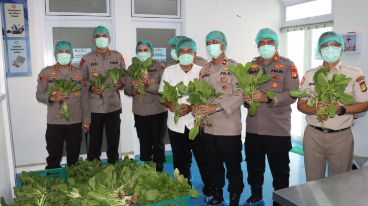 Polda Metro Jaya Panen 82 Kilogram Pakcoy untuk Dukung Program Makan Bergizi Gratis
